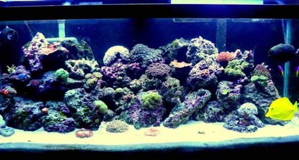 Rated #73: 75 Gallons Reef Tank - My Caribbean Paradise Rated #73: 75 Gallons Reef Tank - My Caribbean Paradise