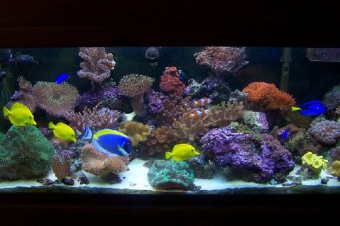 Rated #26: 75 Gallons Reef Tank - 75 gallon new background Rated #26: 75 Gallons Reef Tank - 75 gallon new background