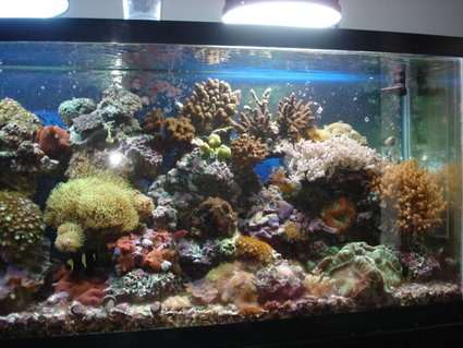 Rated #56: 55 Gallons Reef Tank - reef Rated #56: 55 Gallons Reef Tank - reef