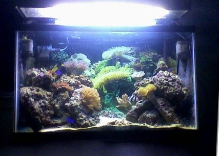 Rated #94: 29 Gallons Reef Tank - 29 gallon reef tank. Have 4 power heads turning each turning over 150 gallons per hour. 130W Coralife power compact hood. Currently keeping damselfish, a sand-sifting sea star, blue-legged hermit crabs, brown disc anemones, 2 mushroom toadstool leathers, one finger leather, clove polyps, star polyps, zoanthids, pulsing xenias, and an open brain coral. Rated #94: 29 Gallons Reef Tank - 29 gallon reef tank. Have 4 power heads turning each turning over 150 gallons per hour. 130W Coralife power compact hood. Currently keeping damselfish, a sand-sifting sea star, blue-legged hermit crabs, brown disc anemones, 2 mushroom toadstool leathers, one finger leather, clove polyps, star polyps, zoanthids, pulsing xenias, and an open brain coral.