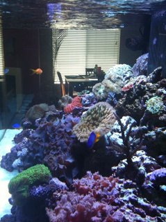 Rated #49: 180 Gallons Reef Tank - Sorry about the pic. It was snapped with an Iphone camera and then emailed to me. You get the idea tho. Rated #49: 180 Gallons Reef Tank - Sorry about the pic. It was snapped with an Iphone camera and then emailed to me. You get the idea tho.