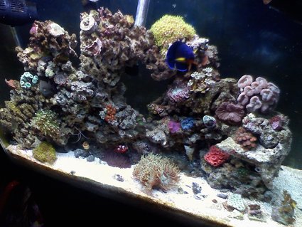 Rated #79: 37 Gallons Reef Tank - born 08-17-09 Rated #79: 37 Gallons Reef Tank - born 08-17-09