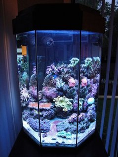 Rated #30: 26 Gallons Reef Tank - My 110L Octagonal Reef Tank Front Rated #30: 26 Gallons Reef Tank - My 110L Octagonal Reef Tank Front