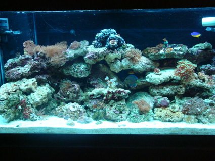 Rated #96: 90 Gallons Reef Tank - Tank is up over a month a new NOVA EXTREME 8-bulb will be on Tuesday and a Blue Throat Trigger has been added along with some lunar, favia and a couple others coral count about 33 Rated #96: 90 Gallons Reef Tank - Tank is up over a month a new NOVA EXTREME 8-bulb will be on Tuesday and a Blue Throat Trigger has been added along with some lunar, favia and a couple others coral count about 33