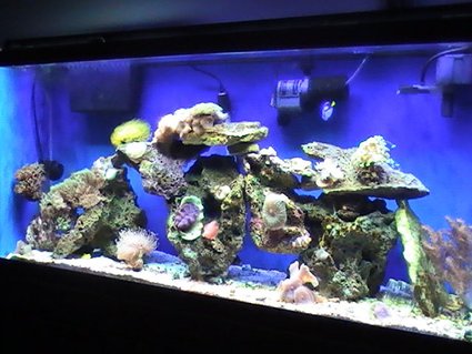 Rated #99: 55 Gallons Reef Tank - Full View 55 Rated #99: 55 Gallons Reef Tank - Full View 55