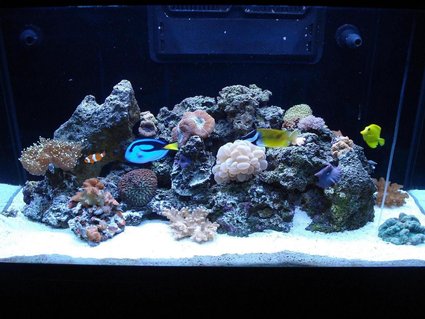 Rated #52: 65 Gallons Reef Tank - LOULOU'S REEF TANK 1 Rated #52: 65 Gallons Reef Tank - LOULOU'S REEF TANK 1