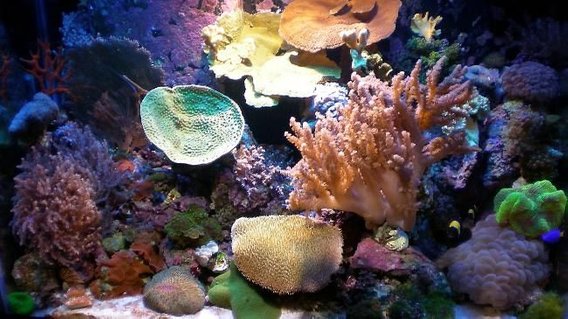 Rated #31: 65 Gallons Reef Tank - 65 Gallon Mix Reef Rated #31: 65 Gallons Reef Tank - 65 Gallon Mix Reef