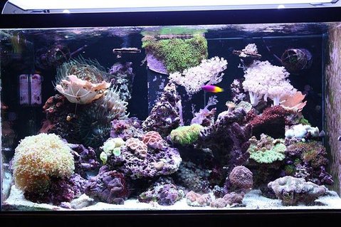 Rated #32: 62 Gallons Reef Tank - 62 gallon mixed reef Rated #32: 62 Gallons Reef Tank - 62 gallon mixed reef