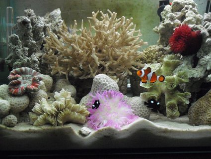 Rated #62: 5 Gallons Reef Tank - My aquaruim after arrange rocks Rated #62: 5 Gallons Reef Tank - My aquaruim after arrange rocks