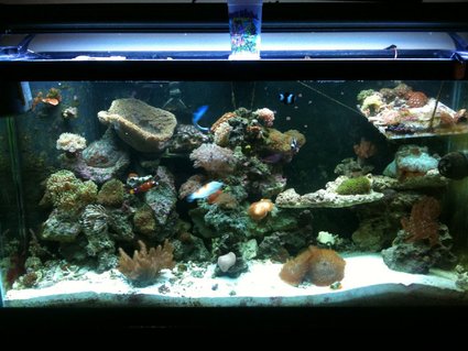 Rated #66: 90 Gallons Reef Tank - update 6 months later.. Rated #66: 90 Gallons Reef Tank - update 6 months later..
