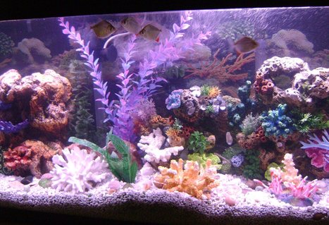 Rated #101: 55 Gallons Reef Tank - new pics of my tank.i noticed
that my tank was labled as a reef tank.it is NOT a reef tank,its a freshwater tank. i just wanted the look of a reef
tank. Rated #101: 55 Gallons Reef Tank - new pics of my tank.i noticed
that my tank was labled as a reef tank.it is NOT a reef tank,its a freshwater tank. i just wanted the look of a reef
tank.