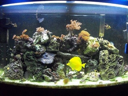 Rated #85: 46 Gallons Reef Tank - 46 gallon bowfront reef tank
6 months old Rated #85: 46 Gallons Reef Tank - 46 gallon bowfront reef tank
6 months old