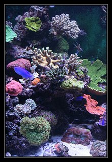 Rated #23: 554 Gallons Reef Tank - quelques coraux Rated #23: 554 Gallons Reef Tank - quelques coraux