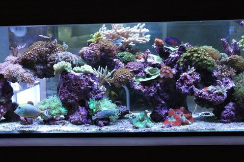 Rated #6: 120 Gallons Reef Tank - My living room Aquascape Rated #6: 120 Gallons Reef Tank - My living room Aquascape