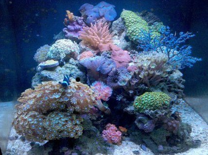 Rated #7: 28 Gallons Reef Tank - Nano reef Rated #7: 28 Gallons Reef Tank - Nano reef