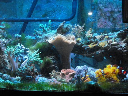 Rated #64: 45 Gallons Reef Tank - Bit of everything. Rated #64: 45 Gallons Reef Tank - Bit of everything.