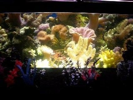 Rated #87: 90 Gallons Reef Tank - costume background i created Rated #87: 90 Gallons Reef Tank - costume background i created