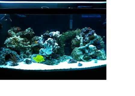 Rated #68: 75 Gallons Reef Tank - 75 gallon saltwater reef tank Rated #68: 75 Gallons Reef Tank - 75 gallon saltwater reef tank