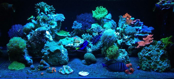 Rated #8: 187 Gallons Reef Tank - ReEfErAdDiCt\'S 187 Gallon Mixed Reef Rated #8: 187 Gallons Reef Tank - ReEfErAdDiCt'S 187 Gallon Mixed Reef
