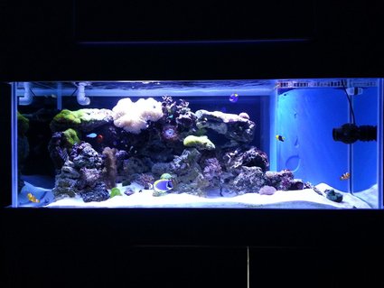 Rated #24: 150 Gallons Reef Tank - 150 gallon reef tank Rated #24: 150 Gallons Reef Tank - 150 gallon reef tank