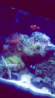 Rated #29: 14 Gallons Reef Tank - bio cube reef tank Rated #29: 14 Gallons Reef Tank - bio cube reef tank