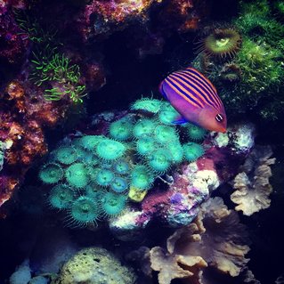 Rated #17: 55 Gallons Reef Tank - Six-line wrasse Rated #17: 55 Gallons Reef Tank - Six-line wrasse