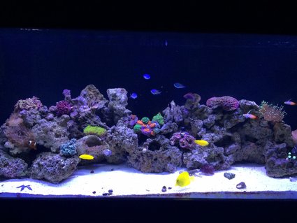Rated #15: 100 Gallons Reef Tank - Setup began in November 2014. Current pic as of 3/15/15 which is still a work in progress with adding live rock and growing the existing coral while adding additinal corals time goes by Rated #15: 100 Gallons Reef Tank - Setup began in November 2014. Current pic as of 3/15/15 which is still a work in progress with adding live rock and growing the existing coral while adding additinal corals time goes by