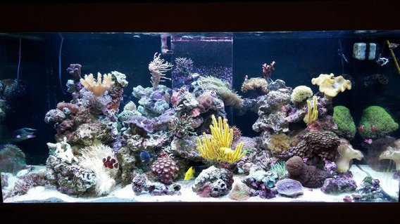 Rated #12: 125 Gallons Reef Tank - 125 gal mixed reef Rated #12: 125 Gallons Reef Tank - 125 gal mixed reef