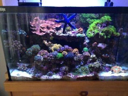 Rated #13: 30 Gallons Reef Tank - This is a full tank shot of my 30 gallon reef tank Rated #13: 30 Gallons Reef Tank - This is a full tank shot of my 30 gallon reef tank