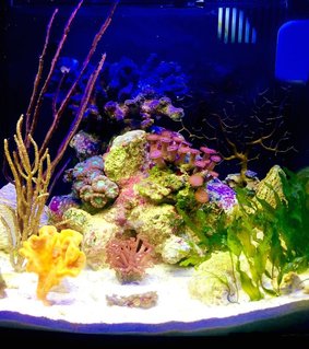 Rated #16: 8 Gallons Reef Tank - I\'ve been trying to emulate the lagoonal-fringing reef with sponges, LPS, gorgonians, macroalgae, seagrass, and mixed oolite and crushed coral substrate. Rated #16: 8 Gallons Reef Tank - I've been trying to emulate the lagoonal-fringing reef with sponges, LPS, gorgonians, macroalgae, seagrass, and mixed oolite and crushed coral substrate.