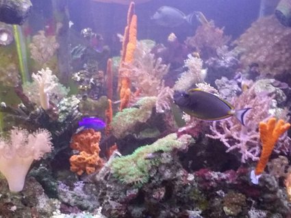 Rated #17: 120 Gallons Reef Tank - Fish and corals Rated #17: 120 Gallons Reef Tank - Fish and corals
