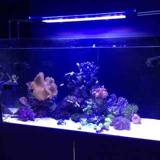 Rated #14: 99 Gallons Reef Tank - Tank Rated #14: 99 Gallons Reef Tank - Tank