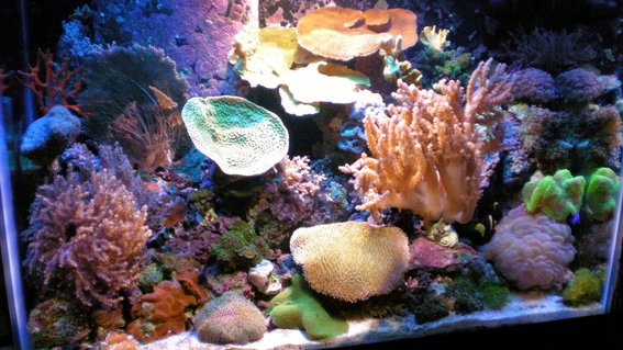Rated #13: 22 Gallons Reef Tank - 65 Mix Reef Tank - Lighting: 1-150W 10K HQI, 4-50W 10K Luminance LED & 2-96W Strips 50/50-Actinic. Filtration: ONLY Live Rock, Protein Skimmer and Algae Scrubber - No Reactors or Media of any kind. Supplements When Needed. Corals: Acan, Green Star Polyps, Colts, Xenia, Galaxia, Open Brain, Hammer, Bubbles, Koko, Zoos, Cup, Cap, etc Rated #13: 22 Gallons Reef Tank - 65 Mix Reef Tank - Lighting: 1-150W 10K HQI, 4-50W 10K Luminance LED & 2-96W Strips 50/50-Actinic. Filtration: ONLY Live Rock, Protein Skimmer and Algae Scrubber - No Reactors or Media of any kind. Supplements When Needed. Corals: Acan, Green Star Polyps, Colts, Xenia, Galaxia, Open Brain, Hammer, Bubbles, Koko, Zoos, Cup, Cap, etc