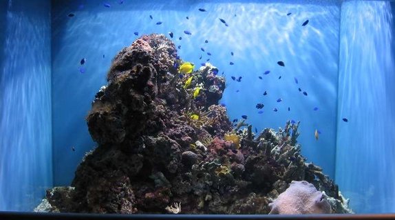 Rated #93: 320 Gallons Reef Tank - all your damsels are belong to us Rated #93: 320 Gallons Reef Tank - all your damsels are belong to us
