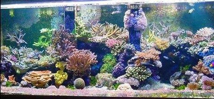Rated #11: 240 Gallons Reef Tank - reef Rated #11: 240 Gallons Reef Tank - reef