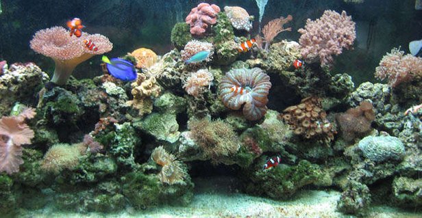 Rated #57: 110 Gallons Reef Tank - 110 gallon - 20+ coral, 10 fish, some inverts Rated #57: 110 Gallons Reef Tank - 110 gallon - 20+ coral, 10 fish, some inverts