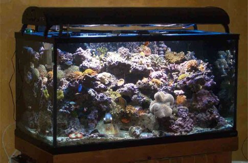 Rated #51: 160 Gallons Reef Tank - Tank as of 11/29/06
Front angle View Rated #51: 160 Gallons Reef Tank - Tank as of 11/29/06
Front angle View