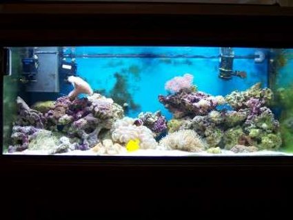 Rated #94: 75 Gallons Reef Tank - after 4 months Rated #94: 75 Gallons Reef Tank - after 4 months
