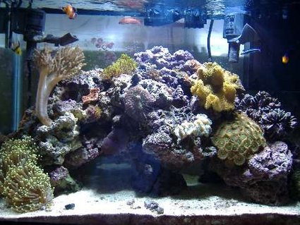 Rated #60: 29 Gallons Reef Tank - a reef tank Rated #60: 29 Gallons Reef Tank - a reef tank