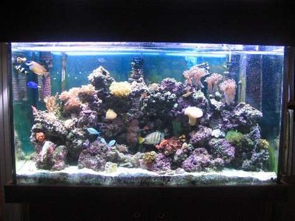 Rated #74: 110 Gallons Reef Tank - My 110g reef. Rated #74: 110 Gallons Reef Tank - My 110g reef.
