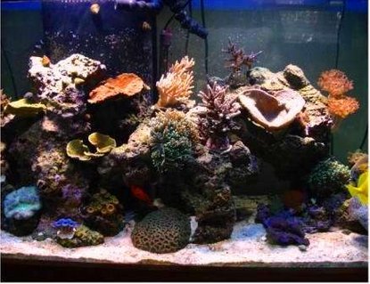 Rated #79: 90 Gallons Reef Tank - Reef Tank Rated #79: 90 Gallons Reef Tank - Reef Tank