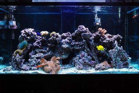 Rated #78: 190 Gallons Reef Tank - Our tank, all cleaned, fixed, and in good working order! finally Rated #78: 190 Gallons Reef Tank - Our tank, all cleaned, fixed, and in good working order! finally