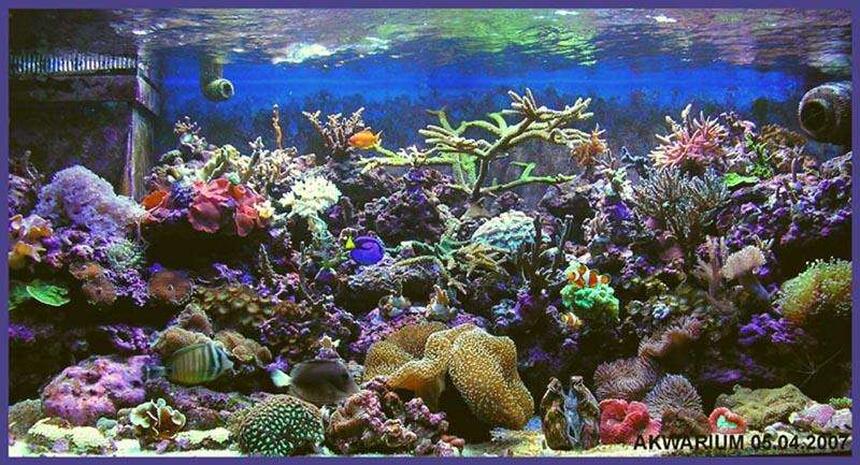 Rated #3: 540 Gallons Reef Tank - my new tank vol 2 Rated #3: 540 Gallons Reef Tank - my new tank vol 2