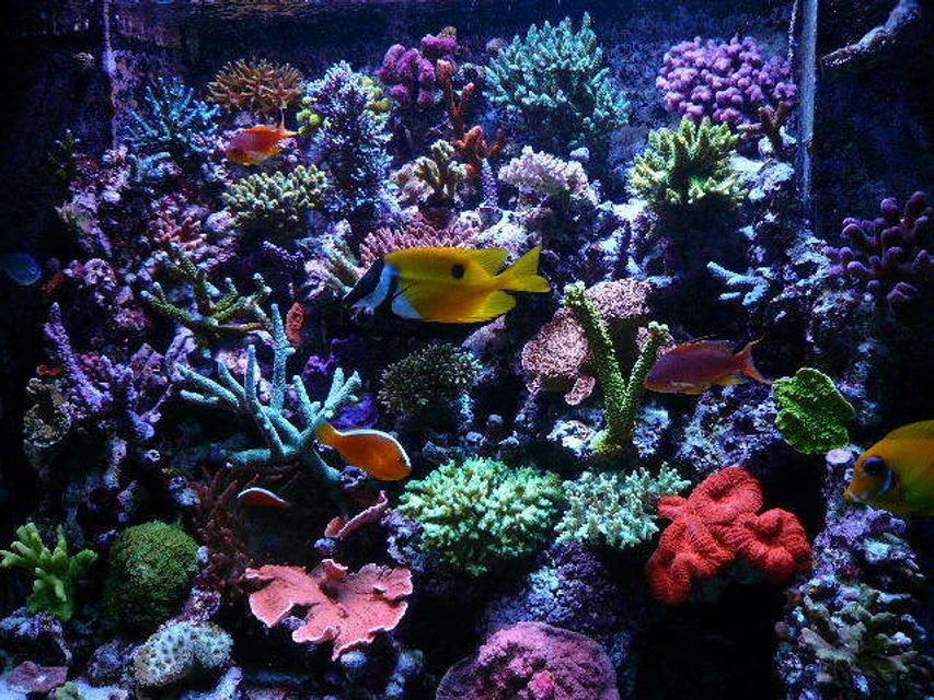 Rated #7: 110 Gallons Reef Tank - update Rated #7: 110 Gallons Reef Tank - update