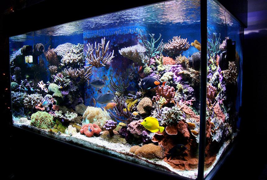 Rated #3: 210 Gallons Reef Tank - my tank (Jan 08) Rated #3: 210 Gallons Reef Tank - my tank (Jan 08)