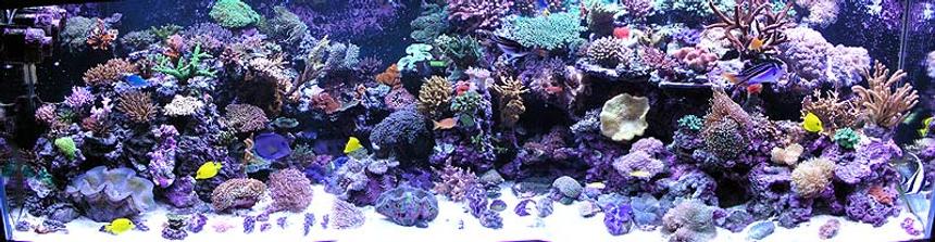 Rated #10: 500 Gallons Reef Tank - Full reef tank pic.
Over 100 coral and 50 fish Rated #10: 500 Gallons Reef Tank - Full reef tank pic.
Over 100 coral and 50 fish