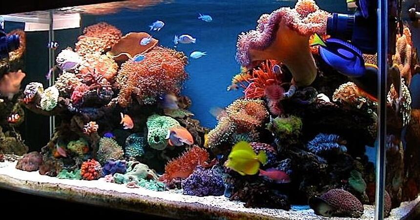 Rated #3: 150 Gallons Reef Tank - latest update Rated #3: 150 Gallons Reef Tank - latest update