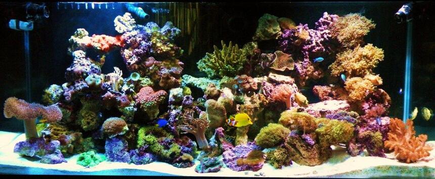 Rated #6: 150 Gallons Reef Tank - My Reef Tank Rated #6: 150 Gallons Reef Tank - My Reef Tank