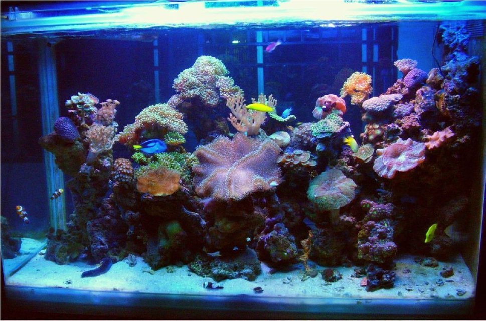 Rated #32: 250 Gallons Reef Tank - Latest Uploade Picture