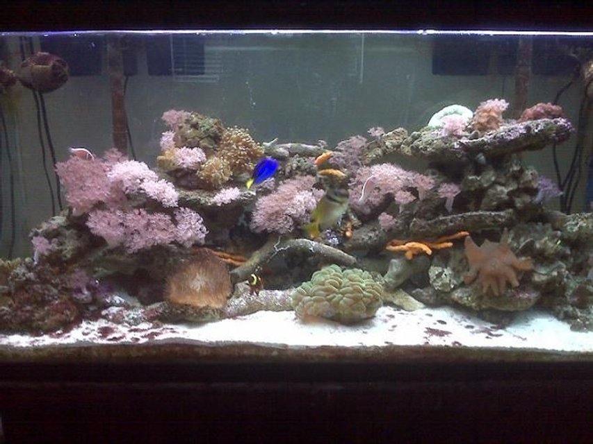 Rated #72: 75 Gallons Reef Tank - Trying to let the ecosystem develop as naturally as possible.  Simplest of tank designs, 75 gallon tank with 2 hang on the back Aqueon 40 filters, 2 T-5 coralif combo lights, 2 Koralia #2 powerheads.  This tank has been up and running for 1 1/2 years.